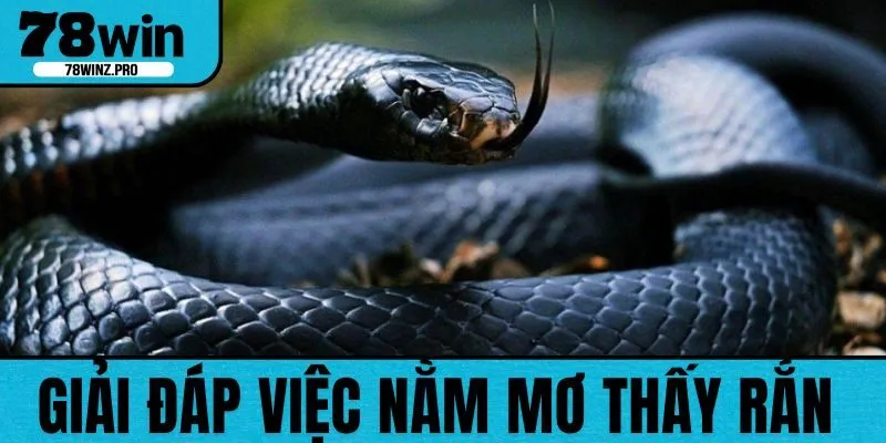 Nằm Mơ Thấy Rắn Có Sao Không? Giải Đáp Ý Nghĩa Thật Sự