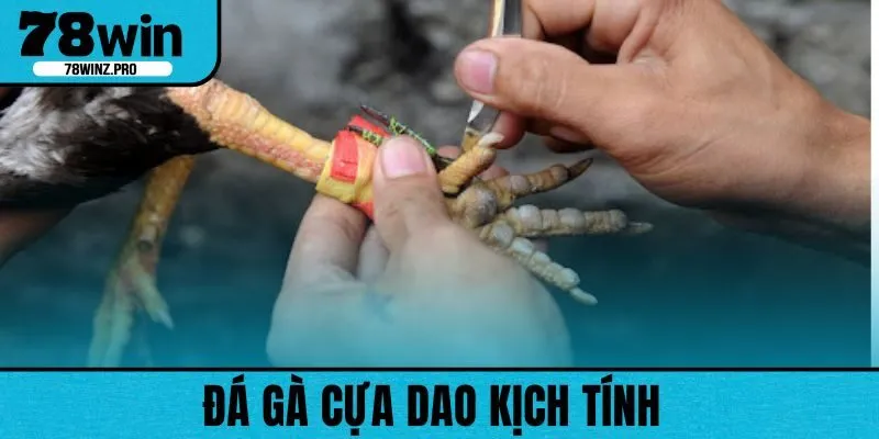Đá gà cựa dao được nhiều chiến kê lựa chọn