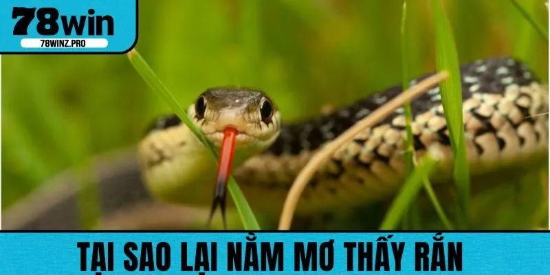 Giải mã việc nằm mơ thấy rắn có điềm báo gì?