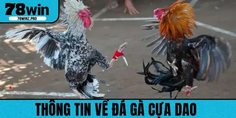 Một vài thông tin về đá gà cựa dao 78WIN